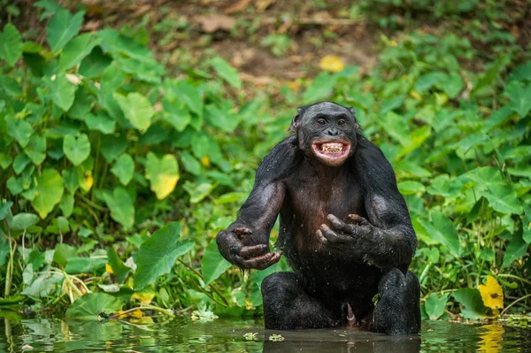 Šimpanz Bonobo ve vodě. — Stock fotografie