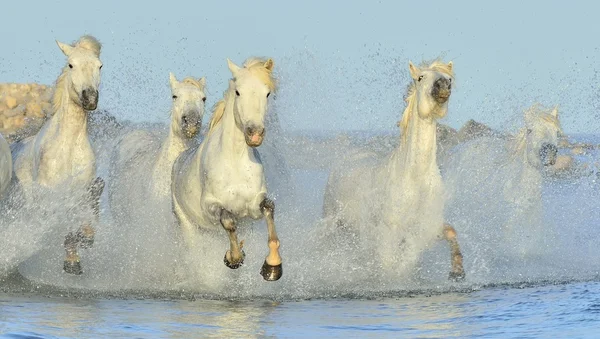 Beyaz Camargue at sürüsü — Stok fotoğraf