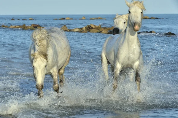 Manada de Caballos Camarga Blanca — Foto de Stock