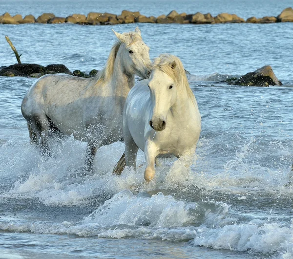 Manada de Caballos Camarga Blanca — Foto de Stock