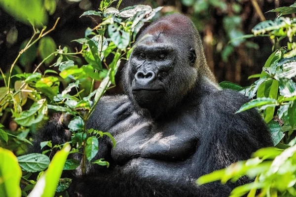 Porträtt av en västlig låglandsgorilla — Stockfoto