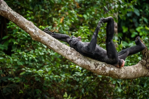 Smějící se Bonobo (Pan Paniscus) — Stock fotografie