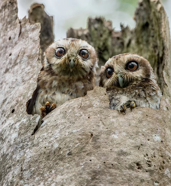 Owl or Cuban Screech Owls — Stock Photo, Image