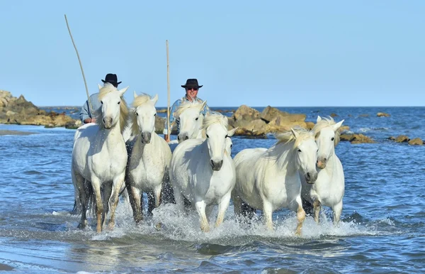 Troupeau de chevaux de Camargue blanche — Photo