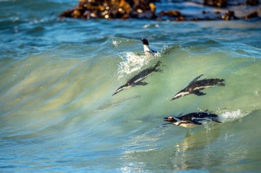African penguins swimming in ocean wave. clipart
