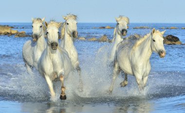 Beyaz Camargue at sürüsü