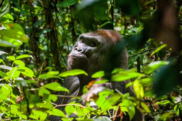 Gorila de tierras bajas (gorila gorila gorila ) —  Fotos de Stock