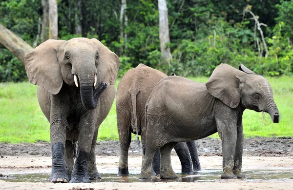 Elefantes forestales africanos —  Fotos de Stock