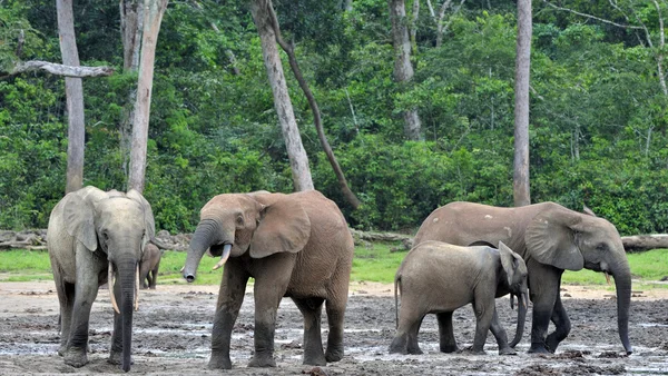 Afrikanische Waldelefanten — Stockfoto