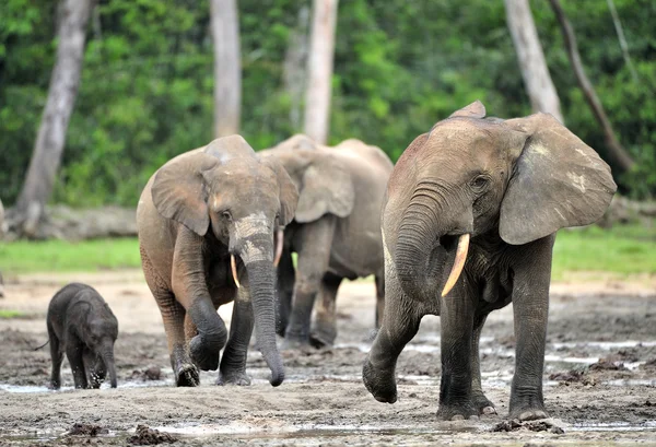 アフリカ森林象 — ストック写真