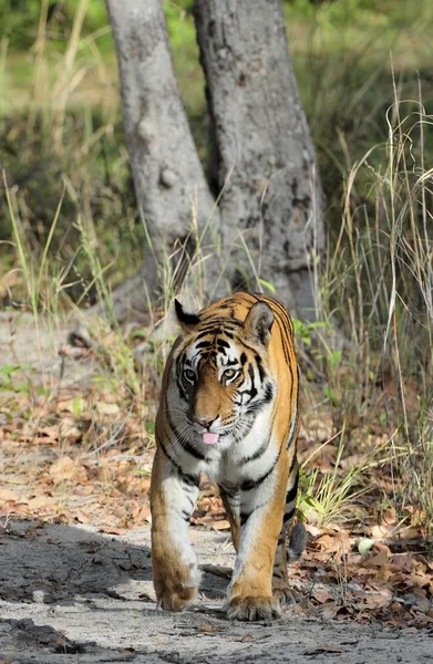 Indian tiger in the wild. — Stock Photo, Image