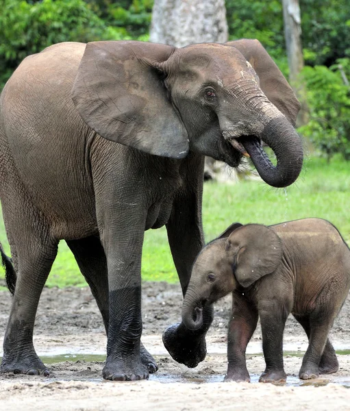 Elefantes da floresta africana — Fotografia de Stock