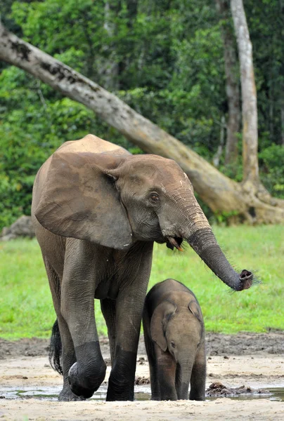 The elephant calf  with  elephant — Stock Photo, Image