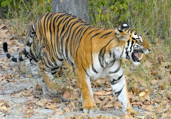 Tigre indiano na natureza . — Fotografia de Stock