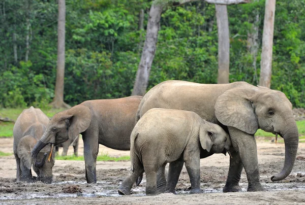 Elefanti della foresta africana — Foto Stock