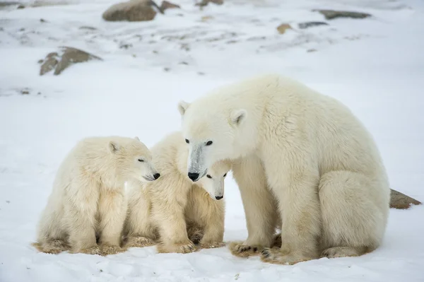 Eisbär Lustig Bilder: Bring a Smile to Your Walls and Imagination!