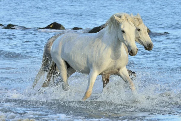 Kudde witte Camargue paarden — Stockfoto