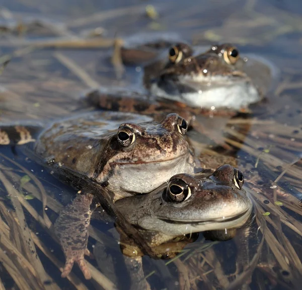 Copulation des grenouilles communes — Photo