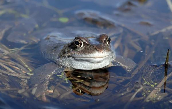 O sapo comum (Rana temporaria ) — Fotografia de Stock