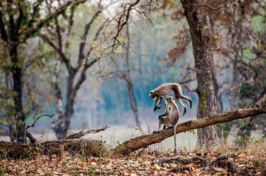 Two langurs play in the evening in wood clipart