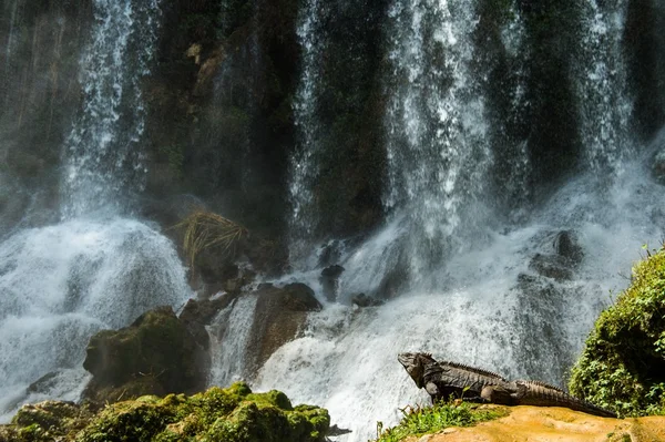 Iguana in the forest beside a water fall. — Stock Photo, Image