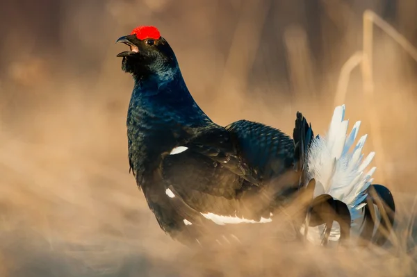 Birkhuhn, grouse negru — Fotografie, imagine de stoc