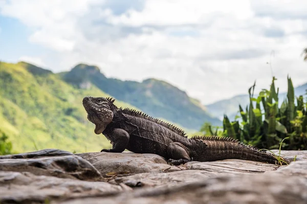 Iguana az erdőben. Szigeti kubai orrszarvú leguán — Stock Fotó