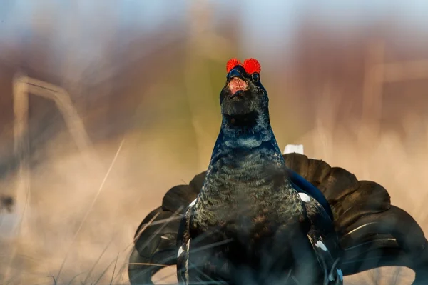 Birkhuhn, black grouse (Tetrao tetrix) — Stock Photo, Image