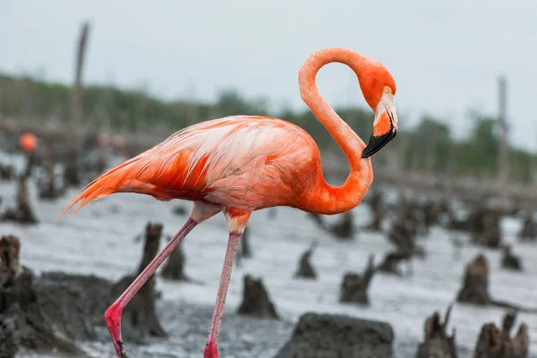 Karibisk flamingo (Phoenicopterus ruber ruber ) — Stockfoto
