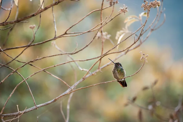 El colibrí se sienta en una rama —  Fotos de Stock