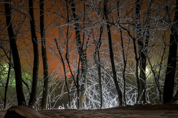 Silhouettes of trunks of trees — Stock Photo, Image