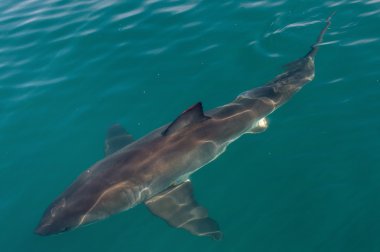 Büyük beyaz köpekbalığı (Carcharodon carcharias) su.