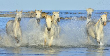 Beyaz Camargue günbatımı ışık mavi su üzerinde çalışan at.
