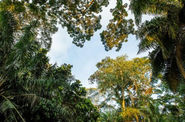 Avuç içi ve ağaçlar orman içinde gök.