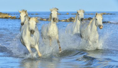 Beyaz Camargue günbatımı ışık mavi su üzerinde çalışan at.