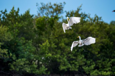 Mücadele büyük egrets ( Ardea alba ).