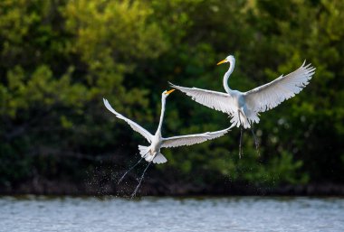 Mücadele büyük egrets ( Ardea alba ).
