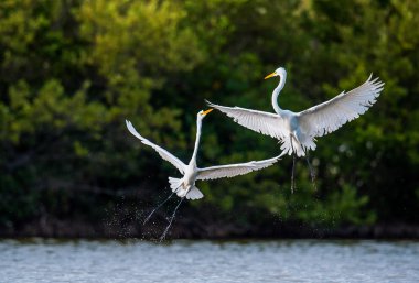 The fighting great egrets ( Ardea alba ). clipart