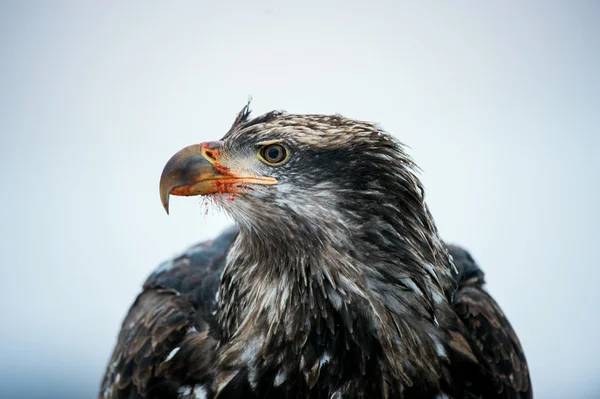 Águila calva (Haliaeetus leucocephalus) ) — Foto de Stock
