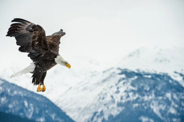 Aquila calva volante — Foto Stock