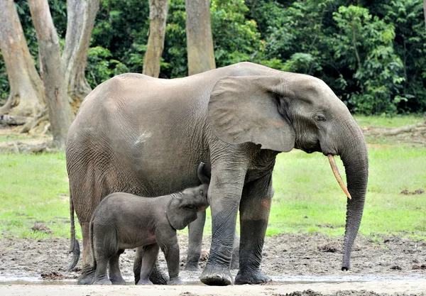 De olifant kalf wordt gevoed met melk van een koe olifant de Afrikaanse bos olifant, Loxodonta africana cyclotis. Op de Dzanga saline (een bos een clearing) Centraal-Afrikaanse Republiek, Dzanga Sangha — Stockfoto