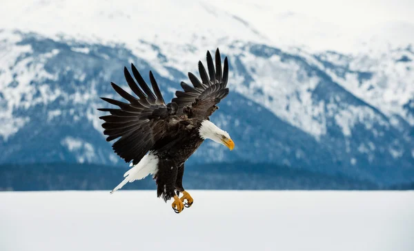 Aquila calva volante — Foto Stock