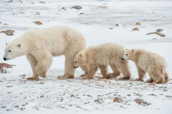 Polar hon-bear med ungar — Stockfoto