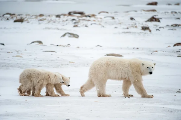 Polar hon-bear med ungar — Stockfoto