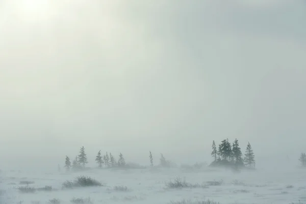 Snowstorm in tundra landscape with trees. — Stock Photo, Image