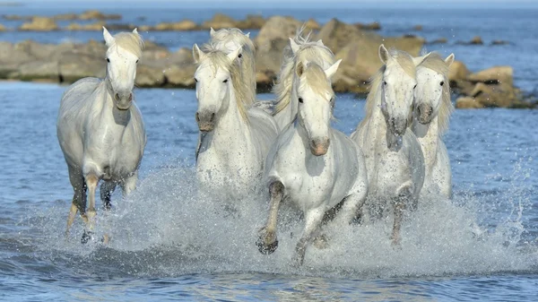 White Camargue Horses running on the blue water in sunset light. — Stock Photo, Image