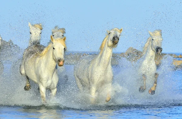 White Camargue Horses running on the blue water in sunset light. — 图库照片