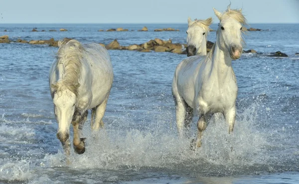 Beyaz Camargue günbatımı ışık mavi su üzerinde çalışan at.