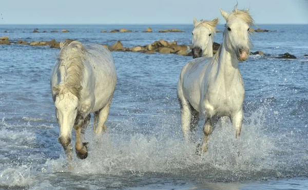 Białe konie Camargue na błękitne wody w zachód światło. — Zdjęcie stockowe