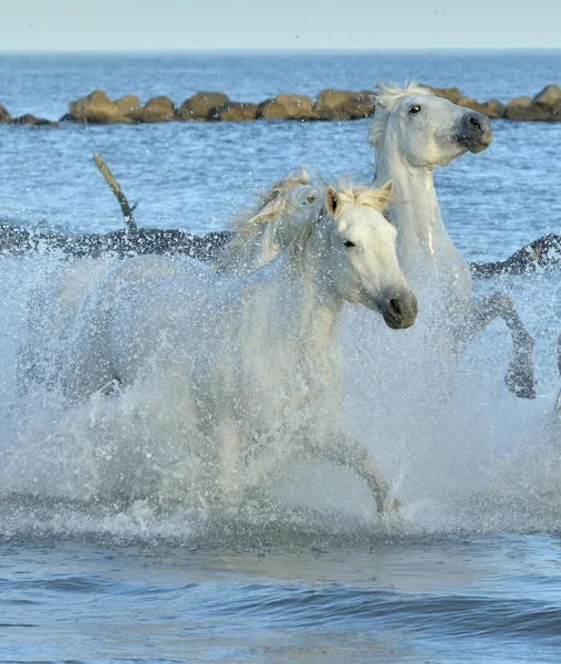 Λευκό Camargue άλογα που τρέχουν για το μπλε νερό στο ηλιοβασίλεμα φως. — Φωτογραφία Αρχείου